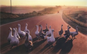 geese_on_road